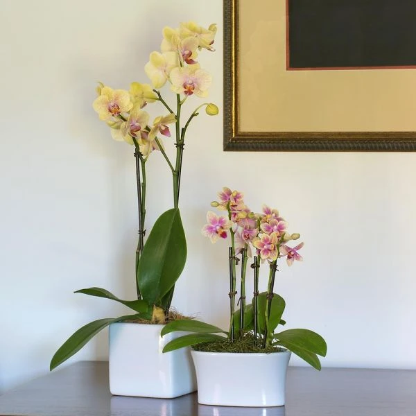 Yellow Mini Moth Orchids In 5½" White Ceramic Cachepot 5 Yellow Mini Moth Orchids In 5½" White Ceramic Cachepot - Image 3