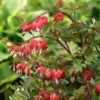 Dicentra Spectabilis Valentine® 1 Dicentra Spectabilis Valentine® -Garden Bloomy Shop x600 24839
