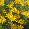 Coreopsis Verticillata 'Zagreb' -Garden Bloomy Shop x600 25024