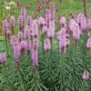 Liatris Spicata 'Kobold' -Garden Bloomy Shop x600 25026