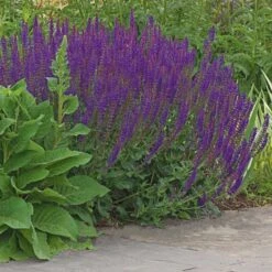 Salvia X Sylvestris 'May Night' -Garden Bloomy Shop x600 25031