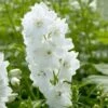 Delphinium 'Guardian White' 1 Delphinium 'Guardian White' -Garden Bloomy Shop x600 25033