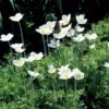 Anemone Sylvestris -Garden Bloomy Shop x600 25036