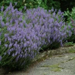 Perfumed Pageant Rose & Perennial Garden -Garden Bloomy Shop x600 25053