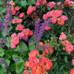 Rose Easy Elegance® Coral Cove -Garden Bloomy Shop x600 25063
