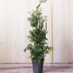 Thuja 'Green Giant' 11 Thuja 'Green Giant' -Garden Bloomy Shop x600 25096