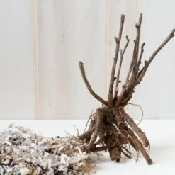 Peony 'Cora Louise' - Itoh Peony -Garden Bloomy Shop x600 25121 1