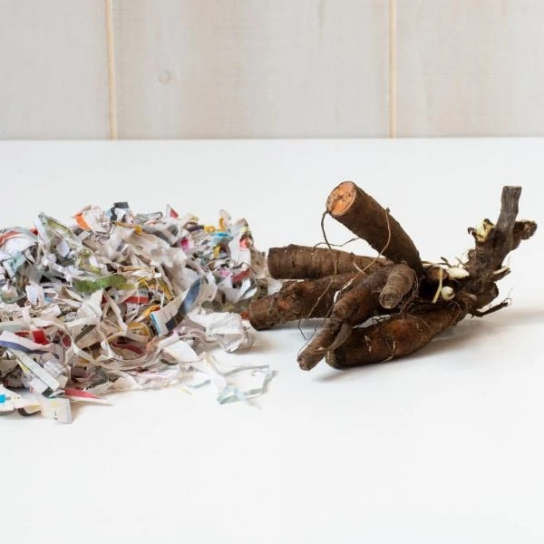 Peony 'Festiva Maxima' 4 Peony 'Festiva Maxima' - Image 2