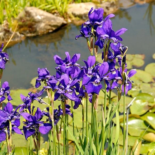 Iris Sibirica 'Caesar's Brother' 5 Iris Sibirica 'Caesar's Brother' - Image 3