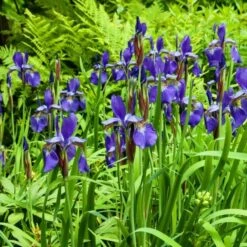 Iris Sibirica 'Caesar's Brother' 16 Iris Sibirica 'Caesar's Brother' -Garden Bloomy Shop x600 25275