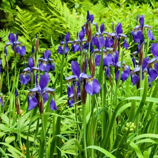 Iris Sibirica 'Caesar's Brother' 9 Iris Sibirica 'Caesar's Brother' - Image 7