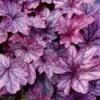Heuchera 'Shanghai' -Garden Bloomy Shop x600 25278