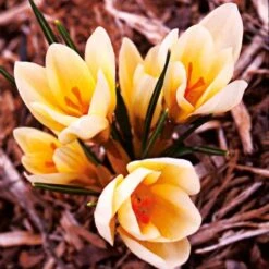 Crocus In Yellow Shades Mix 11 Crocus In Yellow Shades Mix -Garden Bloomy Shop x600 25282 1