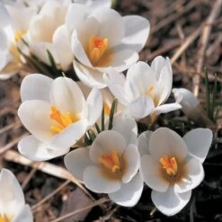 White Shades Crocus Mix 9 White Shades Crocus Mix -Garden Bloomy Shop x600 25284