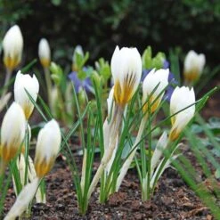 White Shades Crocus Mix 11 White Shades Crocus Mix -Garden Bloomy Shop x600 25287