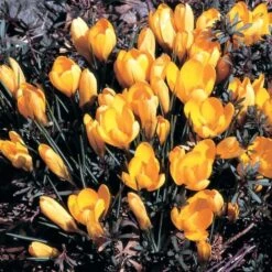 Crocus In Yellow Shades Mix 13 Crocus In Yellow Shades Mix -Garden Bloomy Shop x600 25301
