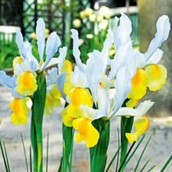 Dutch Iris Mix -Garden Bloomy Shop x600 25303