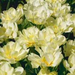 Tulip 'Exotic Emperor' 8 Tulip 'Exotic Emperor' -Garden Bloomy Shop x600 25314