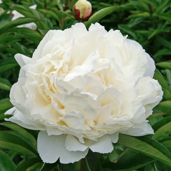 Peony 'Bowl Of Cream' 4 Peony 'Bowl Of Cream' - Image 2
