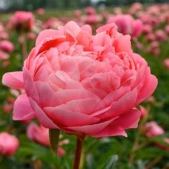 Peony 'Coral Charm' -Garden Bloomy Shop x600 25318