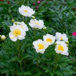 Peony 'Jan Van Leeuwen' 9 Peony 'Jan Van Leeuwen' -Garden Bloomy Shop x600 25334