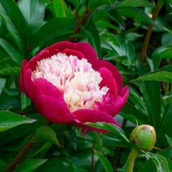 Peony 'White Cap' -Garden Bloomy Shop x600 25355
