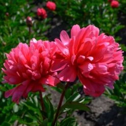Peony 'Lorelei' -Garden Bloomy Shop x600 25363