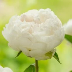Peony 'Elsa Sass' -Garden Bloomy Shop x600 25369