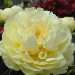 Peony 'Lemon Chiffon' -Garden Bloomy Shop x600 25370