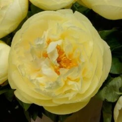 Peony 'Lemon Chiffon' -Garden Bloomy Shop x600 25371