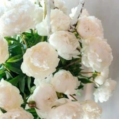 Peony 'Bowl Of Cream' 7 Peony 'Bowl Of Cream' -Garden Bloomy Shop x600 25374