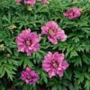 Peony 'Morning Lilac' - Itoh Peony 2 Peony 'Morning Lilac' - Itoh Peony -Garden Bloomy Shop x600 25375