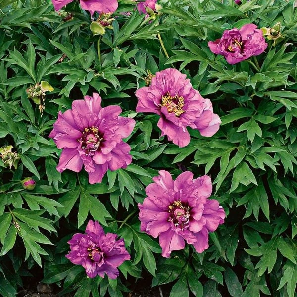 Peony 'Morning Lilac' - Itoh Peony 3 Peony 'Morning Lilac' - Itoh Peony