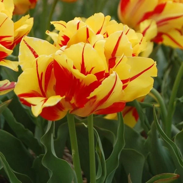 Tulip 'Monsella' 4 Tulip 'Monsella' - Image 2