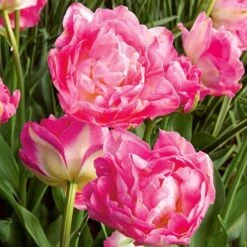 Tulip 'Double Sugar' -Garden Bloomy Shop x600 25410
