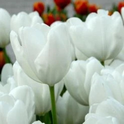 Spring Brights Darwin Hybrid Tulip Mix 16 Spring Brights Darwin Hybrid Tulip Mix -Garden Bloomy Shop x600 25433