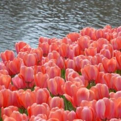 Tulip 'Apricot Impression' -Garden Bloomy Shop x600 25444