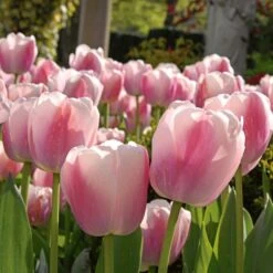 Next Generation Perennial Tulip Mix -Garden Bloomy Shop x600 25445