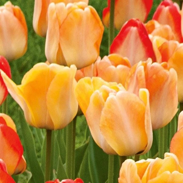Spring Brights Darwin Hybrid Tulip Mix 9 Spring Brights Darwin Hybrid Tulip Mix - Image 7