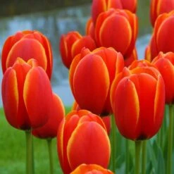 Next Generation Perennial Tulip Mix -Garden Bloomy Shop x600 25455