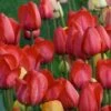 White Flower Farm Red Perennial Tulip -Garden Bloomy Shop x600 25456