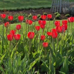 White Flower Farm Red Perennial Tulip -Garden Bloomy Shop x600 25457