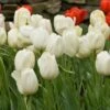 White Flower Farm Ivory Perennial Tulip 2 White Flower Farm Ivory Perennial Tulip -Garden Bloomy Shop x600 25461