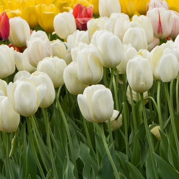 White Flower Farm Ivory Perennial Tulip 4 White Flower Farm Ivory Perennial Tulip - Image 2