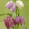 Fritillaria Meleagris Mix -Garden Bloomy Shop x600 25474