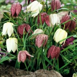 Fritillaria Meleagris Mix -Garden Bloomy Shop x600 25475