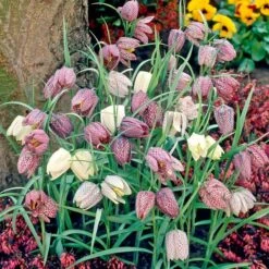 Fritillaria Meleagris Mix -Garden Bloomy Shop x600 25476