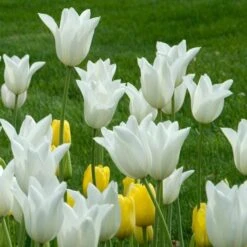 Tulip 'White Triumphator' -Garden Bloomy Shop x600 25493