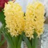 Hyacinthus Orientalis 'Yellowstone'