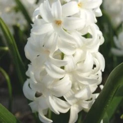 Rubies And Pearls Hyacinth Mix 9 Rubies And Pearls Hyacinth Mix -Garden Bloomy Shop x600 25523